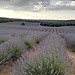 Campos de lavanda en Brihuega