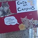 cats on campus