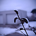 hielo
