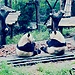 Chengdu Research Base of Giant Panda Breeding