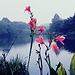 Chengdu Research Base of Giant Panda Breeding