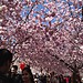 Cherry Blossom Street