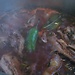 Chicken Chakhokhbili