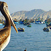 Chimbote - entre puertos, valles e islas  (1)