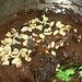 Chocolate peanut pound cake