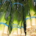 Cocido