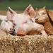 Consejos para tu Erasmus Vegano: la guía definitiva 2021