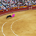 Corrida in Valencia - LIVE dabei!
