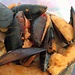 Cozze ripiene salentine