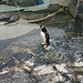 Bergen Aquarium