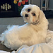 Elle