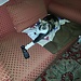 Francesco
