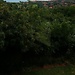 Tshireletso