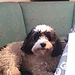 Viyo