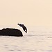da dolphin