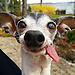 Filipe