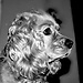 Amy