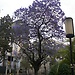 Ipê roxo na UFRGS - Porto Alegre