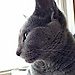 Flavia