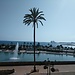 Palma