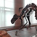 Muséum de sciences naturelles