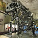 Dinosaur skeleton