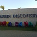 Dolphin discovery