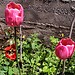 Dutch tulips