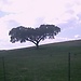 Sobreiro, árvore típica do Alentejo