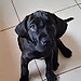Giovana