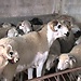 El día del Eid II
