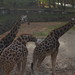 El Zoo de Riga