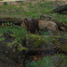 El Zoo de Riga