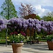Experience in Darmstadt, Germany by Adrianna