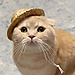 Ruiqi