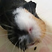 Lilou