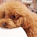 Yuhe