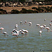 Flamencos de las Salinas