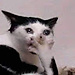 Marvin