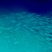 Fast little fishes