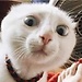 Trang
