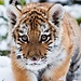 Morgane