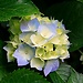 Aarushi