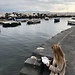 Flying keepers of Naples