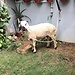 For every prophet was a shepherd