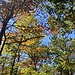 Forest in the early fall