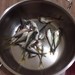Fried Black Sea anchovy