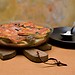 Gastronomia della Regione Puglia