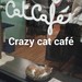 GATOS, GATOS, CAFÈ.