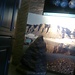 Geologisk Museet